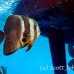 batfish_longfin_jk_h_0705_png0728.jpg